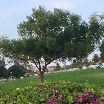 iiillicv's profile picture. .