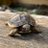 gecko_tiger's profile image
