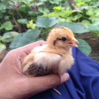 Deepika Pokharkar (@deepikapokhark1) 's Twitter Profile