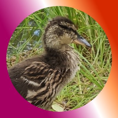 knock off big birdさんのプロフィール画像