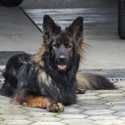 SigiW6's profile picture. "Liken oder reposten" bedeuten nicht zwangsläufig Zustimmung.
Möglicherweise nur "zur Kenntnis genommen" / "danke für die Mühewaltung" / "das ist interessant"