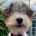 Sir George Montgomery Fox (@georgefoxkbe) Twitter profile photo Sir George Montgomery Fox (@georgefoxkbe) Twitter profile photo