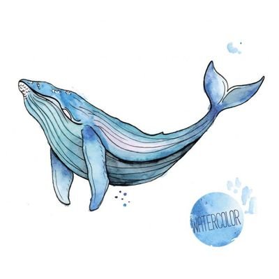普通的鯨魚
