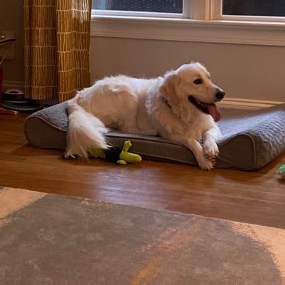 BEsportsnut's profile picture. 