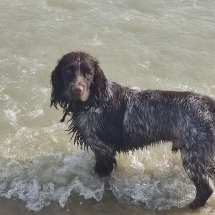 Woof Woof
I am a nut sprocker! 
What is that? A cross between cocker and springer spaniel