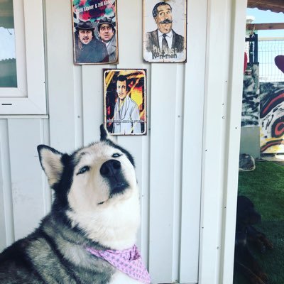 CCanlaracan's profile picture. sahipsiz hayvanları yaşatmaktır mücadelemiz. 05074289128