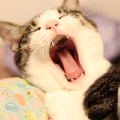ニャー Wagahaiwanya Twitter ニャー Wagahaiwanya Twitter