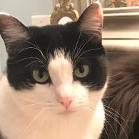 Chel (@cheltay1) 's Twitter Profile