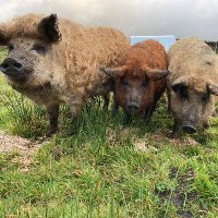 High Allers Mangalitza (@hamangalitza) 's Twitter Profile