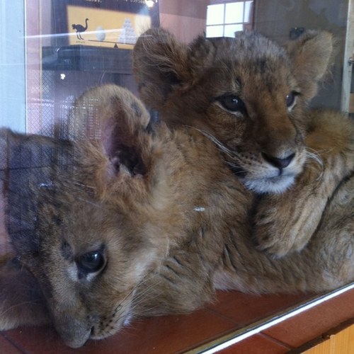 ahomiiiik's profile picture. 