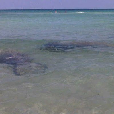 BrownSvb6257's profile picture. Love Jesus, my family, my country, and animals.