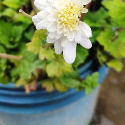 sadanan84688348's profile picture. 