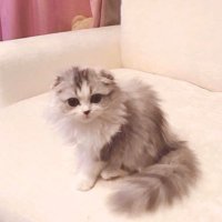 餅 (@ricecake5_) Twitter profile photo