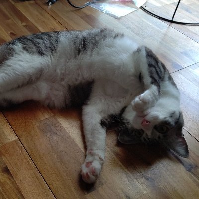 akk8823's profile picture. スリーネコニャンズの世話で育児ノイローゼ気味💦🐈️🐈️🐈️💦 
But 3cats make me happy 💕
好きな食べ物;ロールちゃん