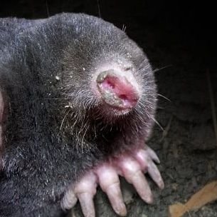 Uh I like moles. Other animals too. But mostly moles