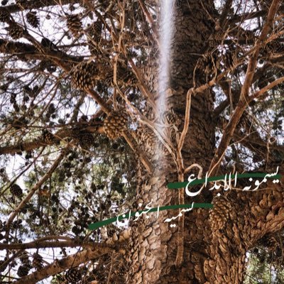 eman4743's profile picture. ان تهمس فى أذن الحياه لن انحنى مادام الله معى💛🍃