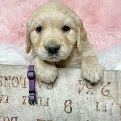 Darlene43204151's profile picture. Animal lover, Trump supporter, family, MAGA Patriot, Keep our Republic, Love America,Retired, Married, No DM please