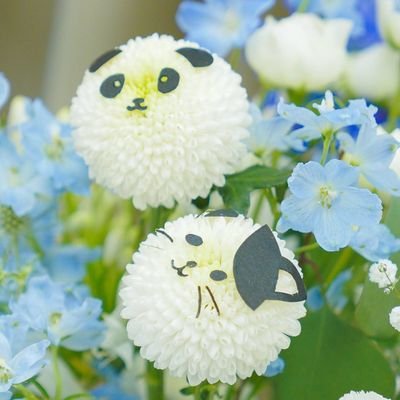 chii22mii's profile picture. 猫と猫キャラ ネコ科好き💕
ディズニーも好き❤️
シャンシャン🐼の可愛さにはまり、動物園通いをすることに😊
Twitterはよくわからず💦
🐼や可愛い動物の📷️📹️を見つけると時々無言フォロー_(._.)_ｺﾞﾒﾝﾅｻｲ