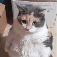 LINNO (@linnomeow) 's Twitter Profile