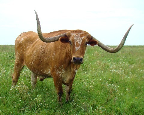 LongyLonghorn Profile Picture