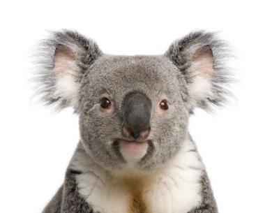 Crypto Koala