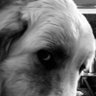 TaffWelshBoyo's profile picture. Farmer, consider myself conservative. Alberta Strong, & Free of Canada’s toxic relationship, & Bejing Liberal interference. Trudeau & Carney need jail time.