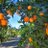 Orange_Grove1