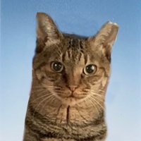 保護猫ちび (@hogocatchibi) 's Twitter Profile