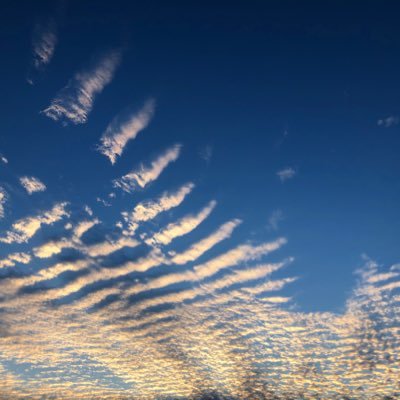 stella__yuu's profile picture. 