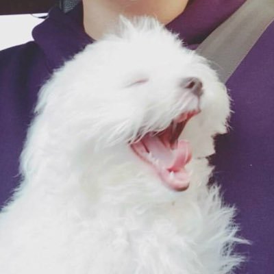 いぬさんのプロフィール画像