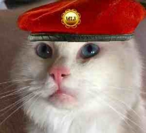 Playboypusscat's profile picture. I am a pampered Ragdoll puss who lives with another cat called Dusty. She can't tweet though! There is a mama puss who looks after us. Where's my paper ball ...