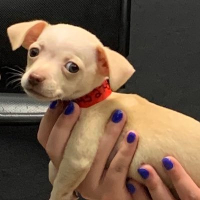 My name is Stella Luna, but you can call me Stella! 💕🥰🐶 I’m a #chihuahua and new to #dogsoftwitter! 🌈🦴🐾 I like to be held and climbing into people’s hair!
