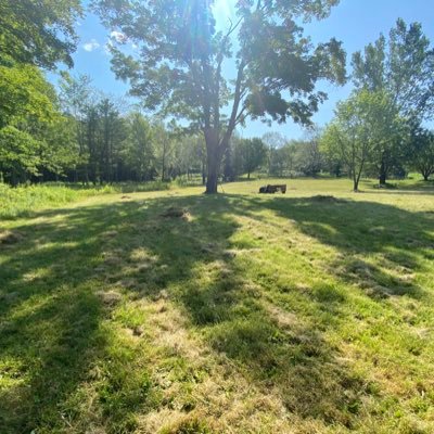 Rowanpros's profile picture. Meek