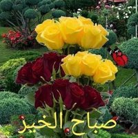 احمد (@vqobdfji9uim9y0) 's Twitter Profile