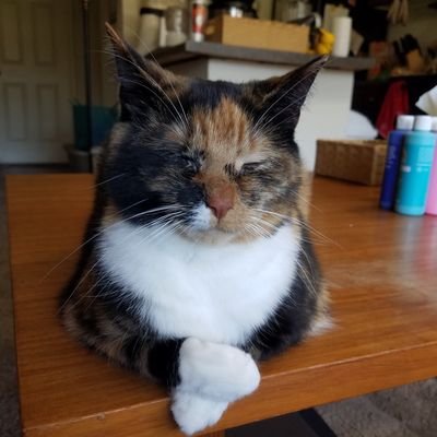 Dorothy_Kitten's profile picture. Hi there silly human!  I am a Calico cat that loves naps, watching birds, and chasing my sister Tilda Kitten.  Stay tuned for our future adventures!