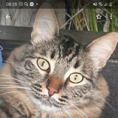 Membuka foto profil