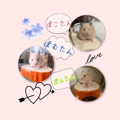 🐹ぽこたん♀2020.11🎂 🐹ぽむたん♂2021.2🎂 ぷんたん2021.7.25🎂この子達の成長記録としてのんびり投稿していきますので宜しくお願いします☺️ハムスター好きと繋がれると嬉しいです✨