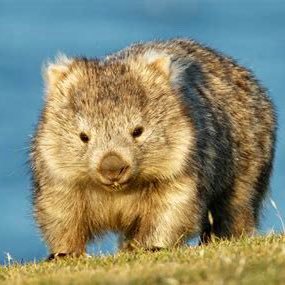 RubesDaWombat's profile picture. Forgive the Irish exit, but