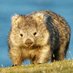 RubyWombat (@rubesdawombat) Twitter profile photo RubyWombat (@rubesdawombat) Twitter profile photo