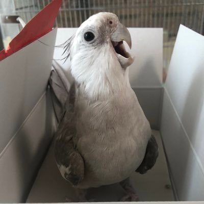 kiyotune's profile picture. ヘッダ絵:: 鳳凰之図 / 徳川家光 画伯, 家鳥はオカメ