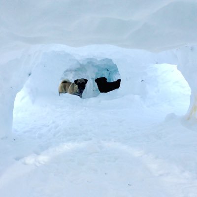 Winter snow fun for my pugs, , Pugs in snow tunnels!