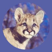 Բυℓα. (H) (@pawsmadeofstars) 's Twitter Profile