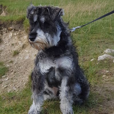 My own views (apart from those I retweet - obviously) Ice Hockey fan, frustrated tourist, Miniature Schnauzer and Maine Coon slave.