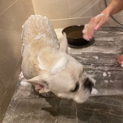 tttttomoyadesu's profile picture. 