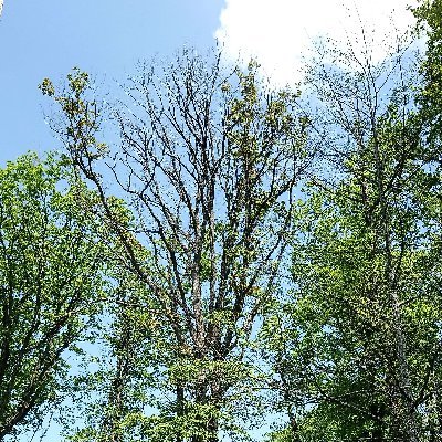 salle_aurelien's profile picture. Forest entomologist, at the University of Orléans, working on feeding strategies of insects on trees and on outcomes of forest declines on insect diversity