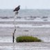 Dundalk bay Ospreys (@dospreys) Twitter profile photo Dundalk bay Ospreys (@dospreys) Twitter profile photo