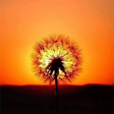 shatmaitu's profile picture. 