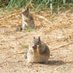 Otospermophilus (@carangaria) Twitter profile photo Otospermophilus (@carangaria) Twitter profile photo