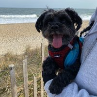 Lisa DeLaura (@lisadelaura) 's Twitter Profile