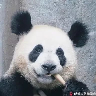 AdrianDruce's profile picture. 极其暴躁的熊猫，还会漏电的那种 ＋
High functioning sociopath